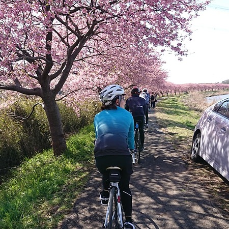 八千代河津桜満開ライド