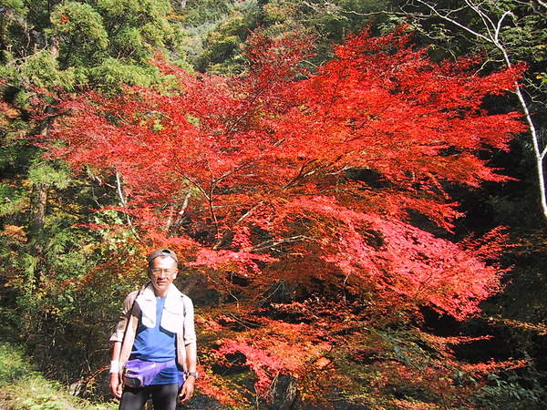 秋の木谷峡谷