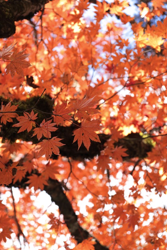 大台ヶ原の紅葉