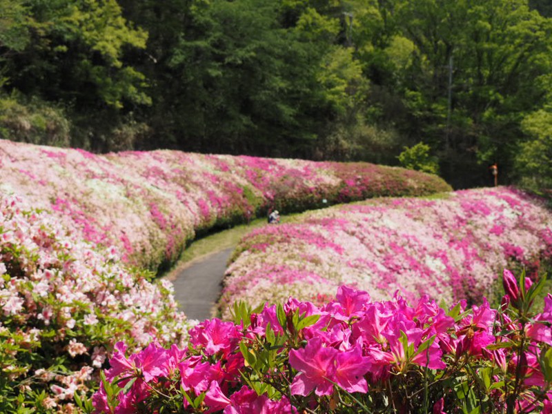 生駒山つつじ園