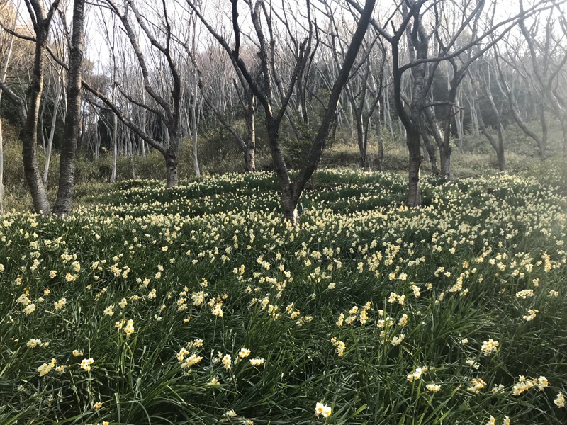 高尾山水仙郷