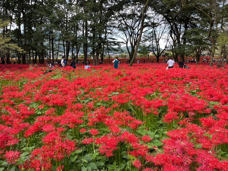 巾着田の曼珠沙華