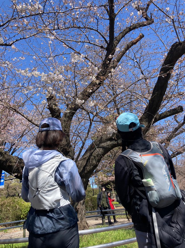 皇居で少し早めのお花見