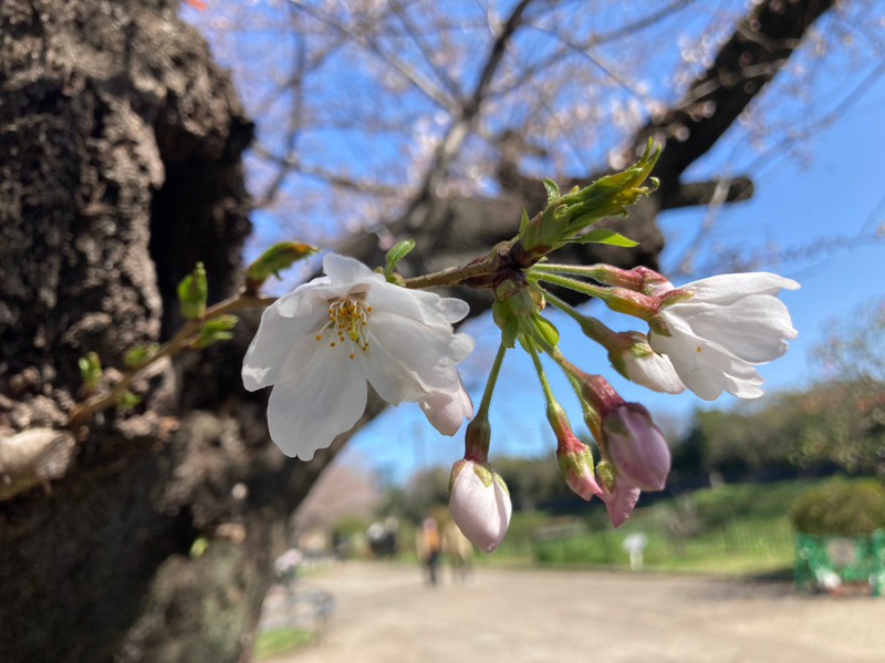 皇居、2分咲きくらい