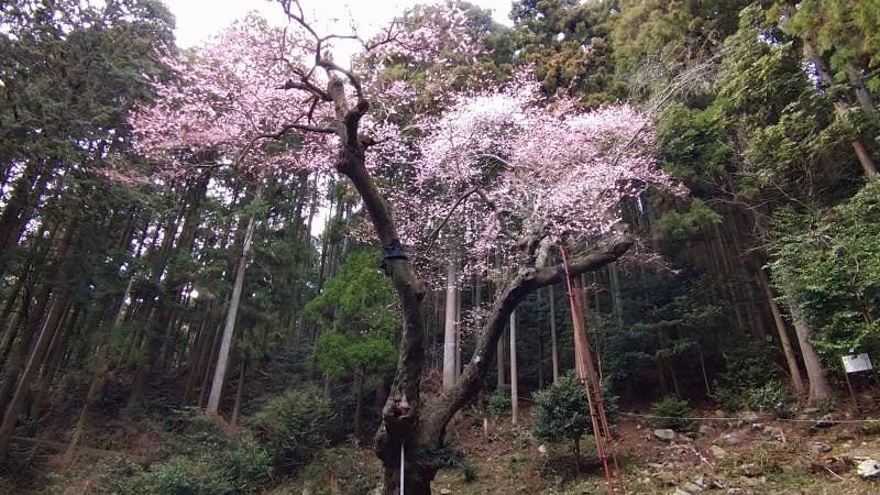 福智山の虎尾桜