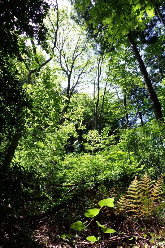 二上山ハイキング