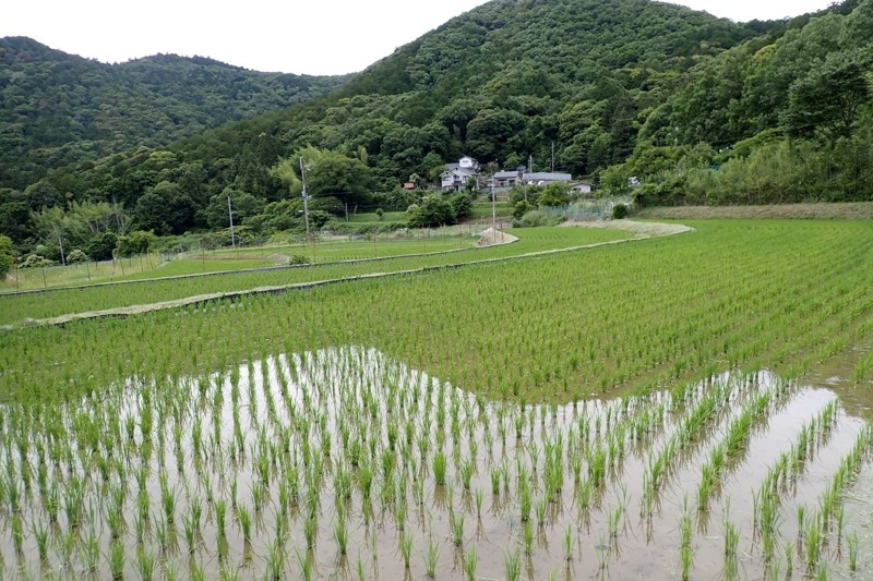 初谷渓谷ハイキング※妙見山