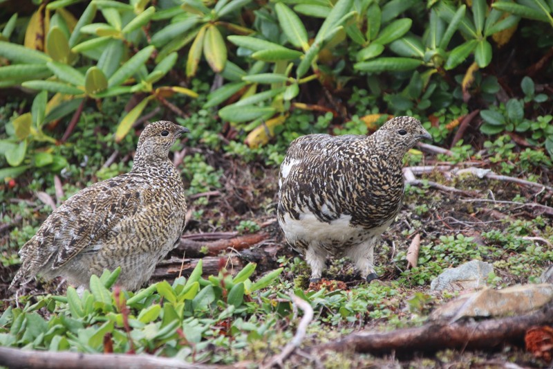 仙丈ヶ岳の雷鳥母子・9月