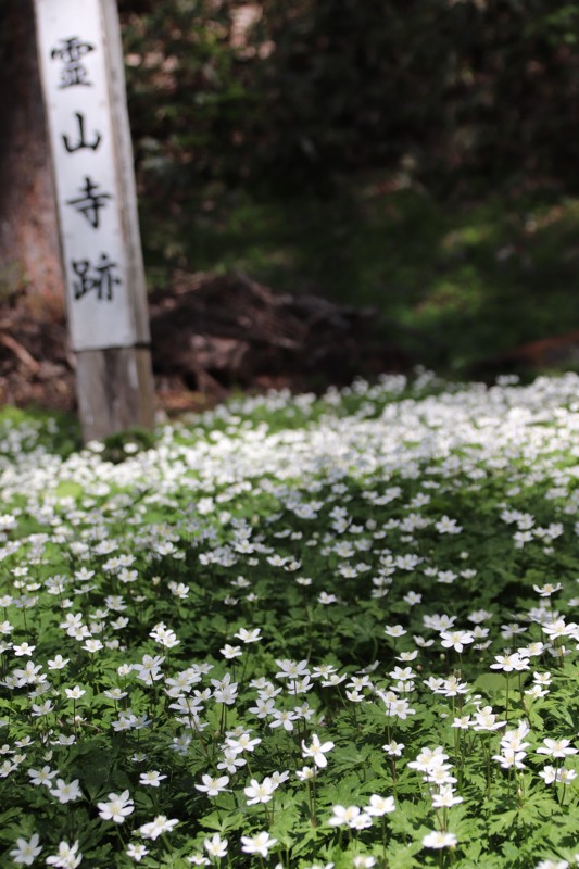 霊山・5月