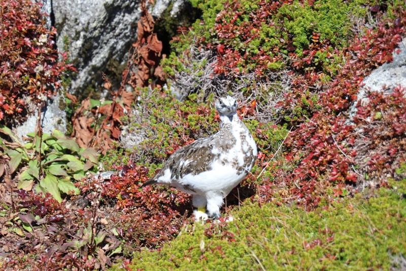 雷鳥が目の前に( °Д° )