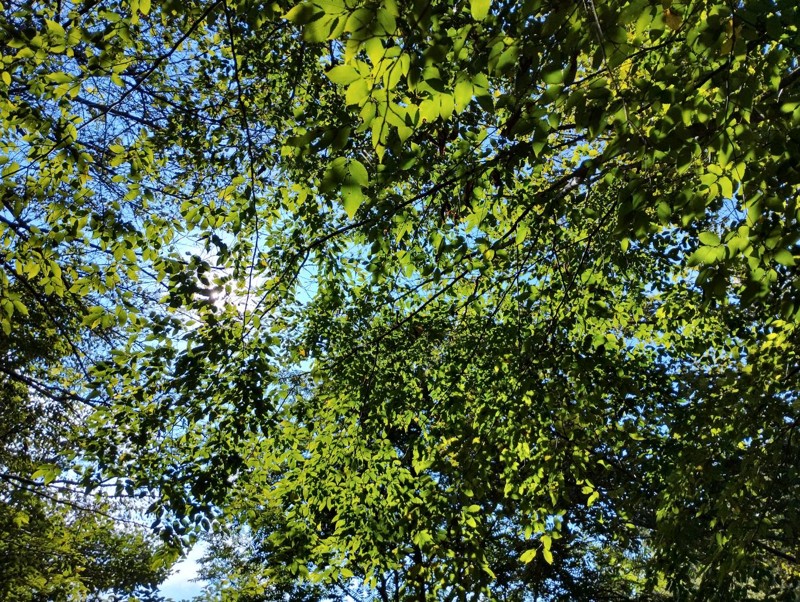 木漏れ日の登山