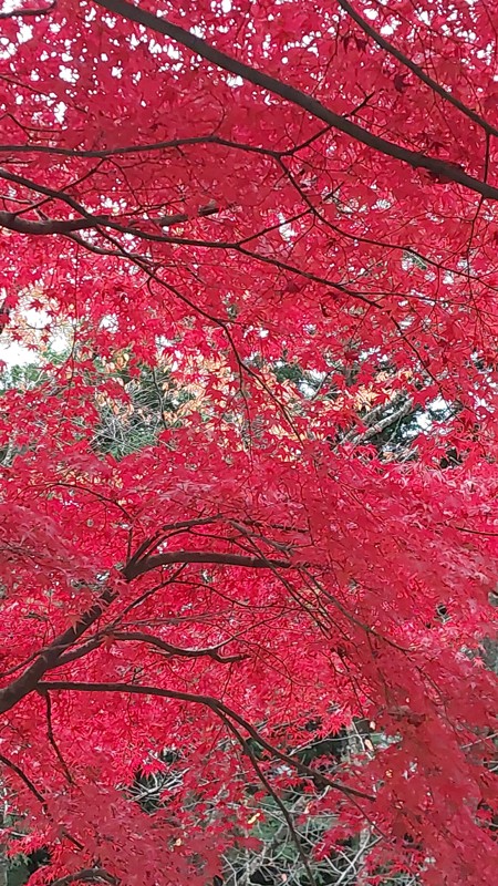 11/16 紅葉に包まれました