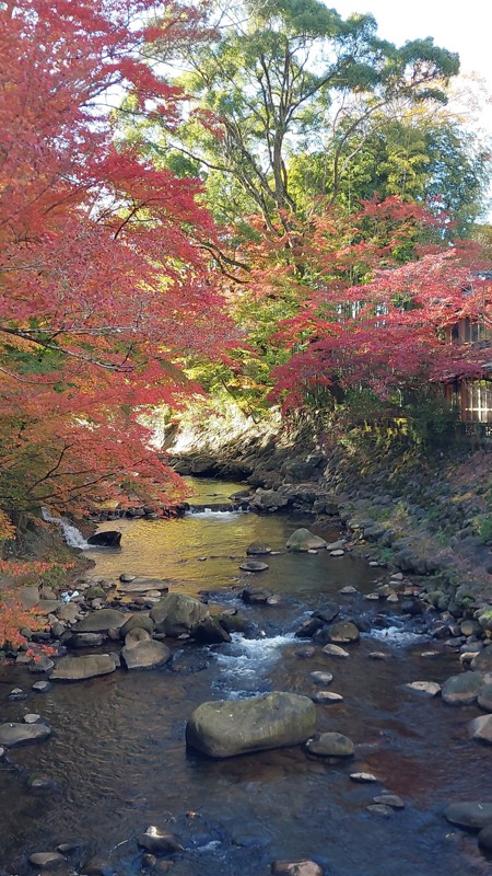 12/3 修善寺は紅葉が見頃