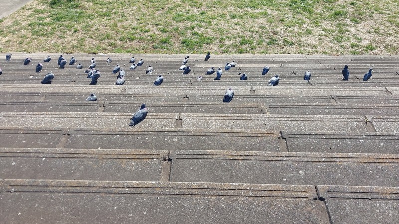 1/13 鳩の集会