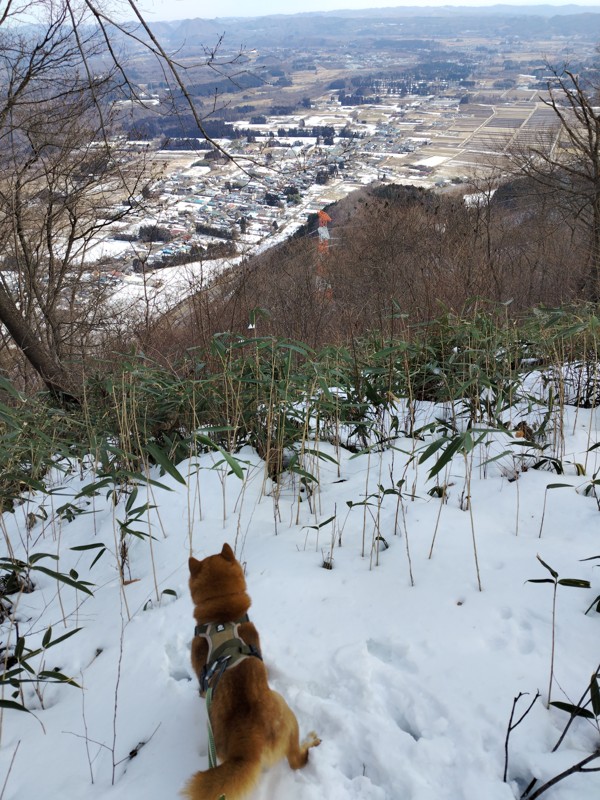 シシナゴ山・1月