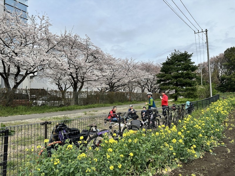 お花見グラベル