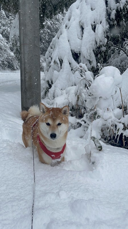 チームのマスコットわんこ🐕